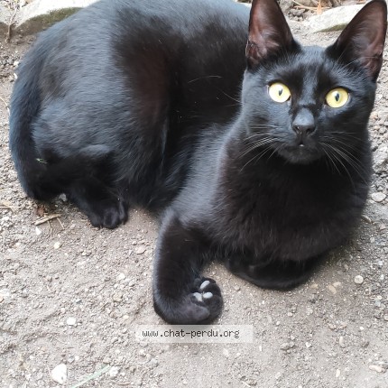 Photo de chat perdu à Le Perreux Sur Marne