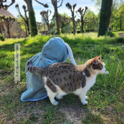 Photo 1/1 USKA répond au nom de "Youyou" Chat perdu à Ouilly le tesson