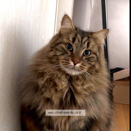 Photo de chat perdu à Franconville