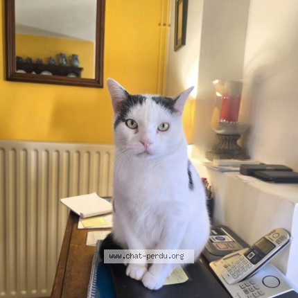 Photo de chat perdu à Sauvagnon