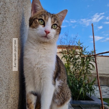 Photo de chat perdu à Chemille