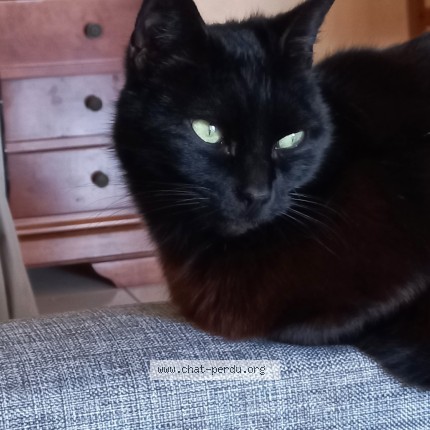 Photo de chat perdu à La Rouelle Bonnemaison