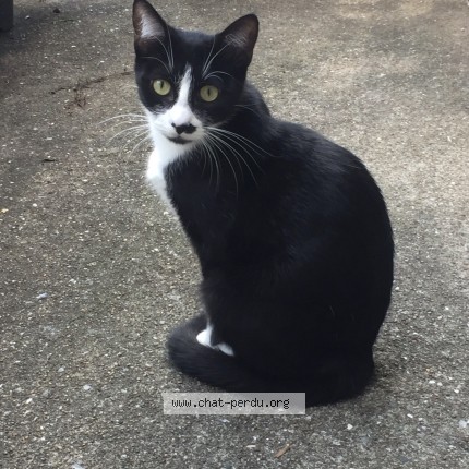 Photo 1/1 chanel Chat perdu à Jans