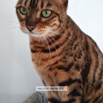 Photo de chat perdu à Chassieu