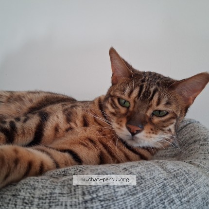 Photo 2/2 Houston Chat perdu à Chassieu