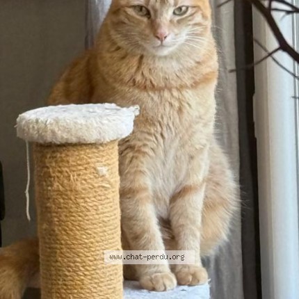 Photo 1/1 Léo Chat perdu à Bordeaux