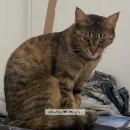 Photo de chat perdu à Saint Uze