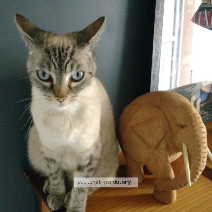 Photo de chat perdu à Thouare Sur Loire