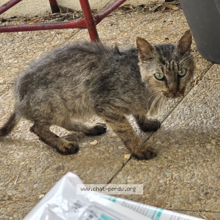 Photo 1/2 Chat trouvé Trouvé à Aytre