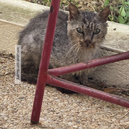 Photo 2/2 Chat trouvé Trouvé à Aytre