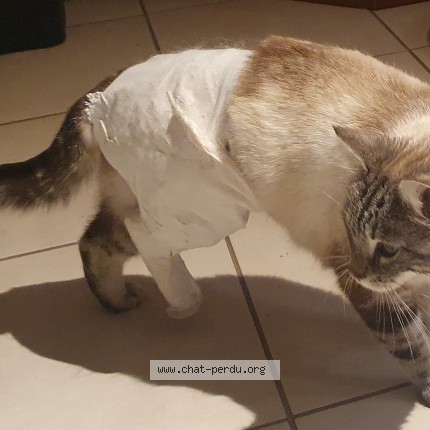 Photo 1/1 Pépito Chat perdu à Labaroche