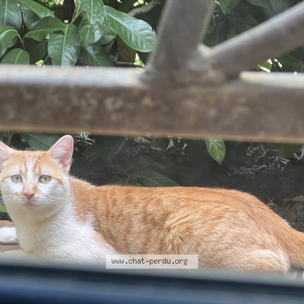 Photo de chat trouvé à Septfonds