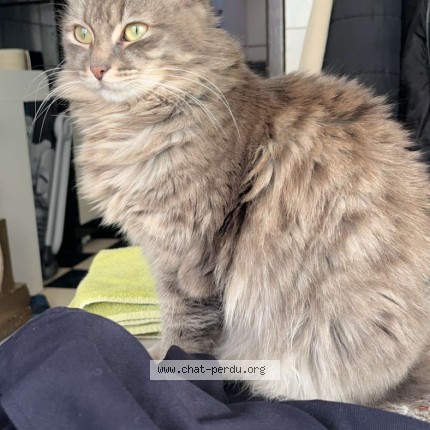 Photo de chat perdu à Croix