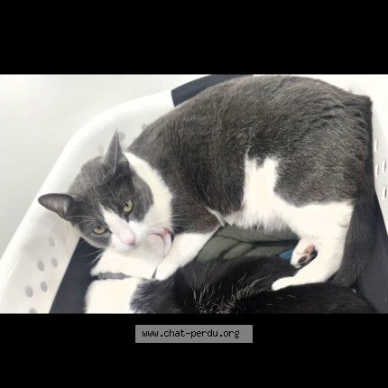 Photo 1/1 Gribouille Chat perdu à Tremblay en france