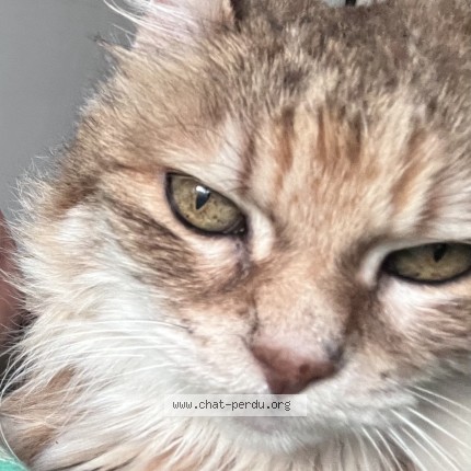 Photo de chat perdu à Aix En Provence