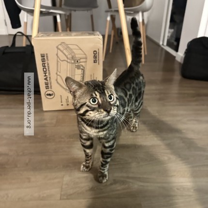 Photo 1/1 Chat trouvé Trouvé à Gennevilliers