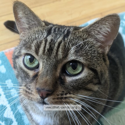 Photo de chat perdu à Champigny Sur Marne