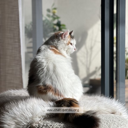Photo de chat perdu à Millas