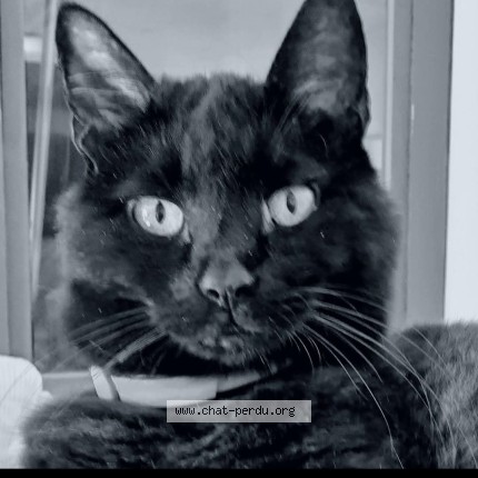 Photo 1/1 Chat retrouvé Perdu à Camiers Sainte Cecile