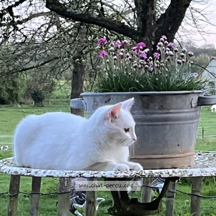 Photo de chat perdu à Bracquetuit