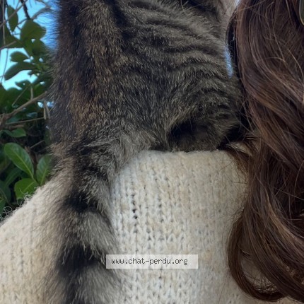 Photo de chat perdu à Toulouse