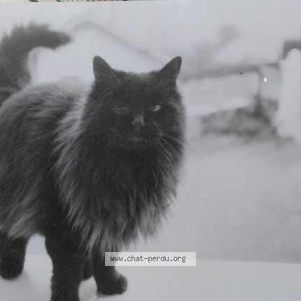 Photo de chat perdu à Jacob Bellecombette