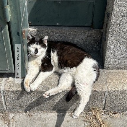 Photo de chat trouvé à Rennes