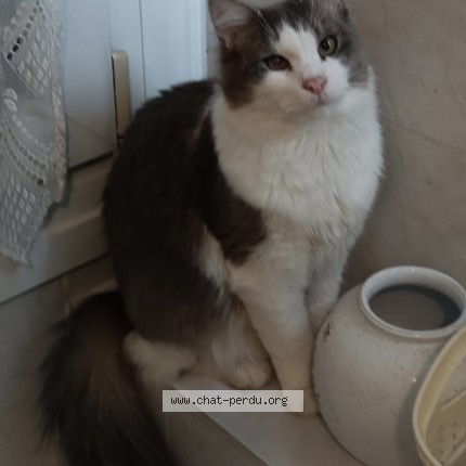 Photo de chat perdu à Meneac