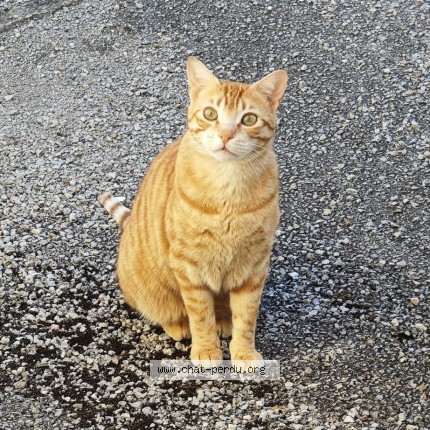Photo de chat perdu à Muret