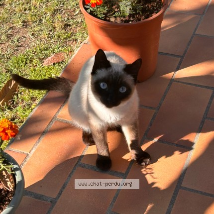 Photo de chat perdu à Carpentras