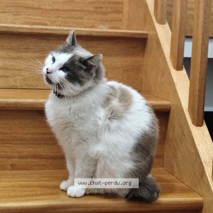 Photo de chat perdu à Neant Sur Yvel