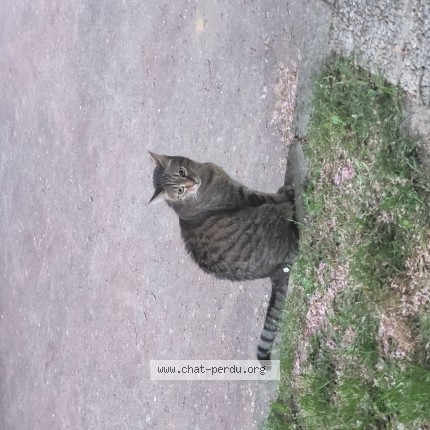 Photo de chat trouvé à Saint Cloud