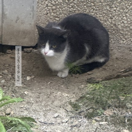 Photo 1/1 Chat trouvé Trouvé à Aulnay Sous Bois