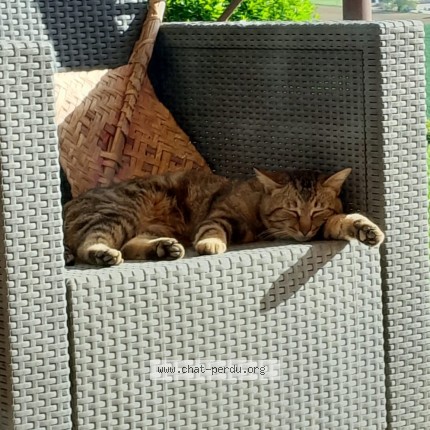 Photo 1/1 Chat trouvé Trouvé à Garrigues