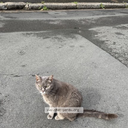 Photo 1/1 Chat trouvé Trouvé à Niort
