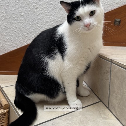 Photo 1/1 Boo Chat perdu à Balgau