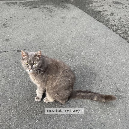 Photo 1/3 Chat trouvé Trouvé à Niort