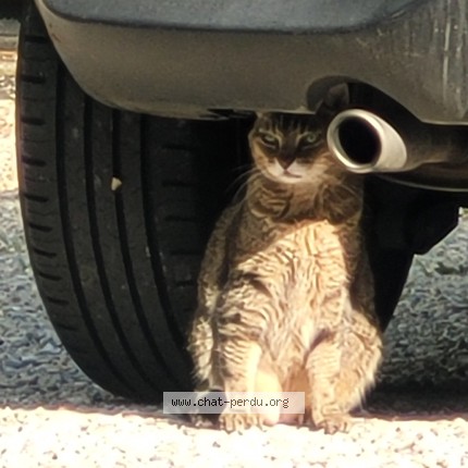 Photo 1/3 Chat trouvé Trouvé à Nimes
