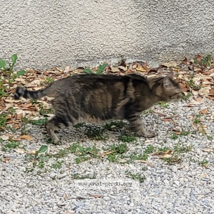 Photo 2/3 Chat trouvé Trouvé à Nimes