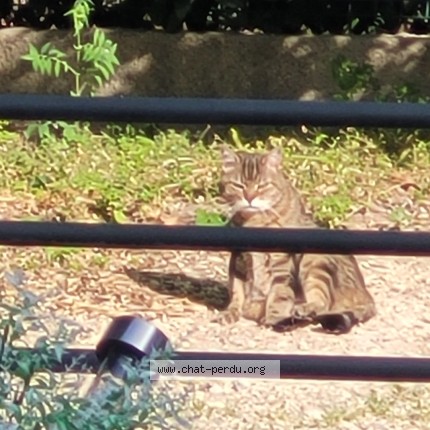 Photo 3/3 Chat trouvé Trouvé à Nimes