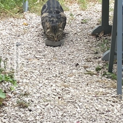 Photo 1/1 Chat trouvé Trouvé à Evenos