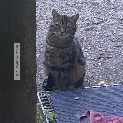 Photo 1/2 Chat trouvé Trouvé à Evenos