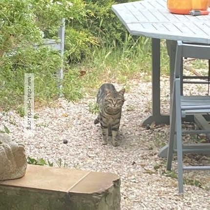 Photo 2/2 Chat trouvé Trouvé à Evenos