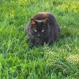 Suki