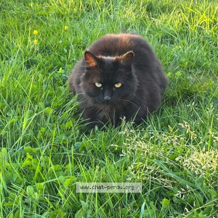 Photo 1/1 Suki Chat perdu à Dilbeek