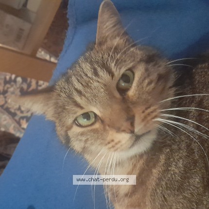 Photo 1/1 Lang Lang Chat perdu à Ste Barbe