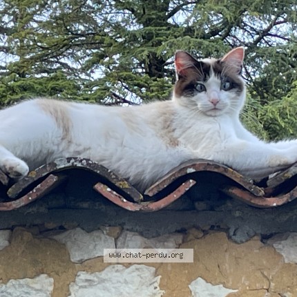 Photo 1/1 simba Chat perdu à Echebrune