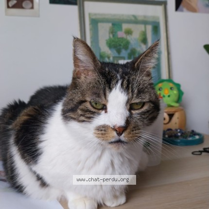 Photo de chat perdu à Courrieres