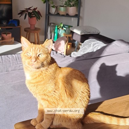 Photo 1/1 Chat retrouvé Perdu à Rennes