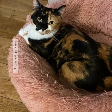 Photo 1/1 Chat retrouvé Perdu à Tours